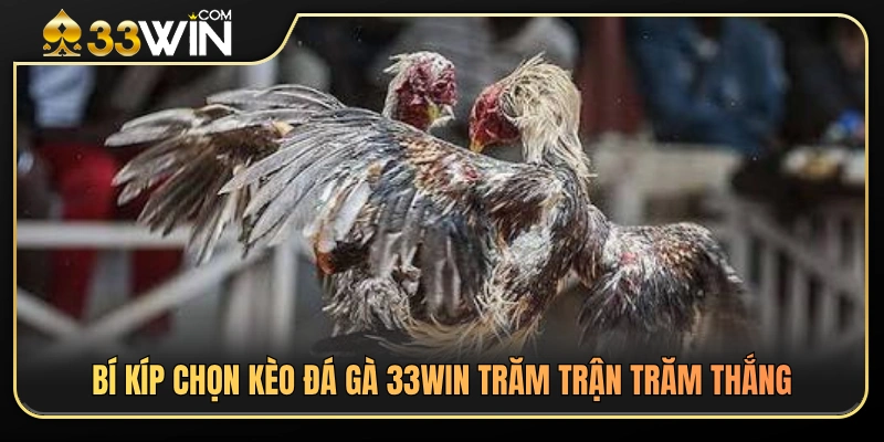 Bí quyết phân tích và chọn kèo đá gà 33WIN chuẩn xác hơn 
