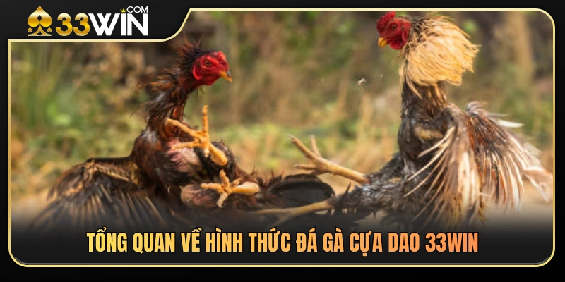 Khám phá thể loại đá gà cựa dao hấp dẫn tại 33WIN 