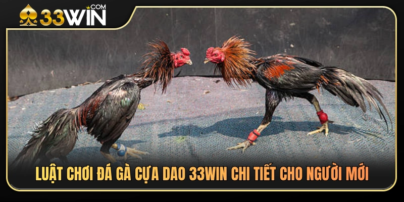 Hướng dẫn luật đá gà cựa dao 33WIN từ cơ bản đến nâng cao 
