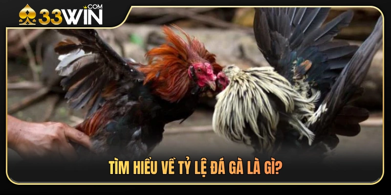Tỷ lệ đá gà hoạt động như thế nào trên 33 WIN? 